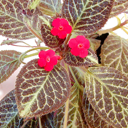 cupreata Metallica episcia