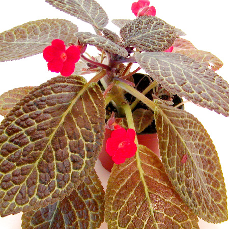 Chocolate Cream episcia