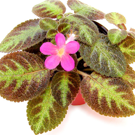 Pink Panther episcia