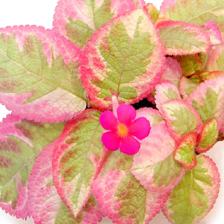 Pink Dreams episcia