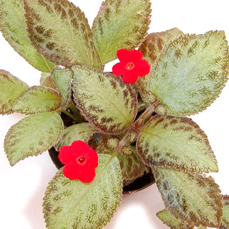 Silver Skies episcia