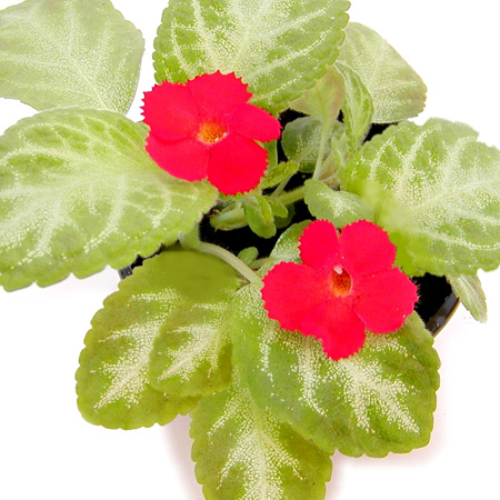 Spearmint episcia